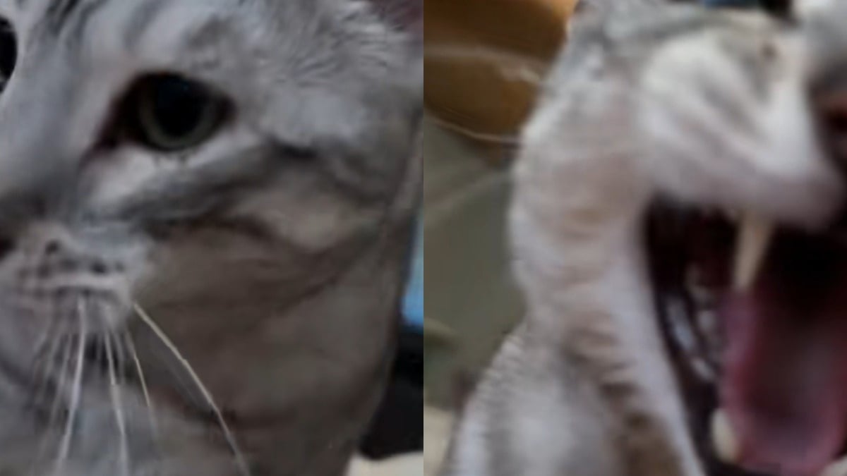 Illustration : "Un chat Bengal invente une méthode de hurlement pour sortir sa maîtresse du sommeil chaque matin (vidéo)"