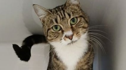 Illustration : Amputée après une grave blessure, cette chatte timide espère qu’un humain saura voir au-delà des cicatrices (vidéo)