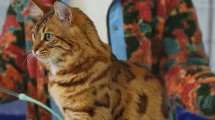 Illustration : Avec sa fourrure dorée, ce Bengal Cashmere révèle la beauté unique d'une variété méconnue de la race (vidéo)