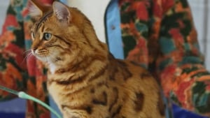 Illustration : Avec sa fourrure dorée, ce Bengal Cashmere révèle la beauté unique d'une variété méconnue de la race (vidéo)
