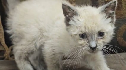 Illustration : Un chaton sauvé de la noyade après une violente tempête reprend du poil de la bête et s'apprête à connaître l'amour