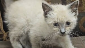 Illustration : "Un chaton sauvé de la noyade après une violente tempête reprend du poil de la bête et s'apprête à connaître l'amour"