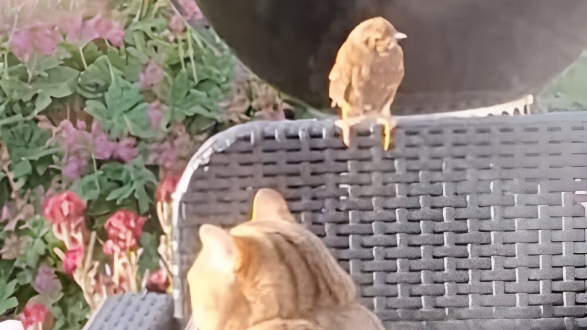 Illustration : "Face à un oiseau venu le saluer, ce chat reste impassible et préfère profiter du moment en silence (vidéo)"