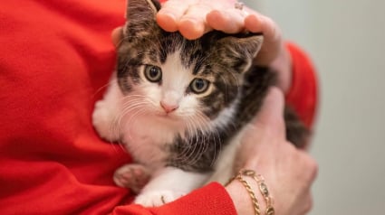 Illustration : Un chaton caché dans le moteur d'une voiture est secouru grâce à des miaulements diffusés sur un smartphone