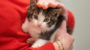 Illustration : Un chaton caché dans le moteur d'une voiture est secouru grâce à des miaulements diffusés sur un smartphone