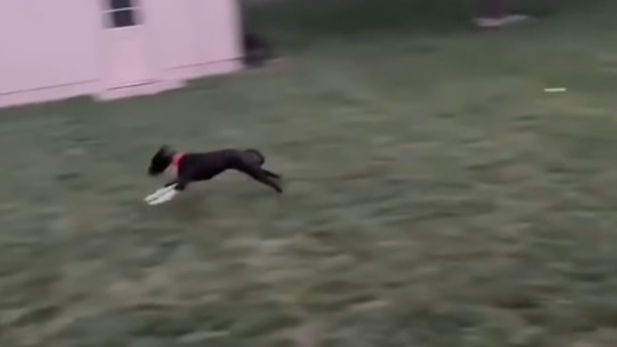Illustration : "Après 3 mois au refuge, une chienne laisse éclater sa joie en courant librement dans son nouveau jardin (vidéo)"