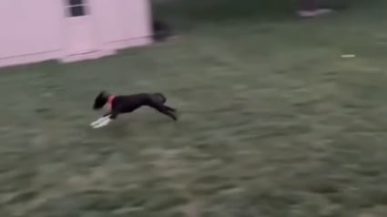 Illustration : Après 3 mois au refuge, une chienne laisse éclater sa joie en courant librement dans son nouveau jardin (vidéo)