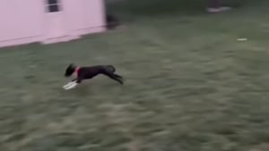 Illustration : "Après 3 mois au refuge, une chienne laisse éclater sa joie en courant librement dans son nouveau jardin (vidéo)"