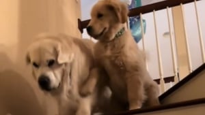 Illustration : "Ce Golden Retriever adulte craignant les escaliers peut compter sur son petit frère pour l'aider à surmonter sa peur (vidéo)"