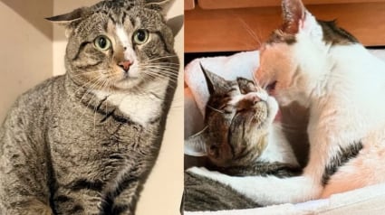 Illustration : Ce chat livré à lui-même ne supportait plus la présence humaine, mais l’amitié d’un autre chat a changé sa vision de la vie