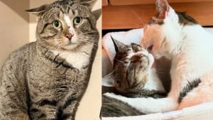 Illustration : "Ce chat livré à lui-même ne supportait plus la présence humaine, mais l’amitié d’un autre chat a changé sa vision de la vie"
