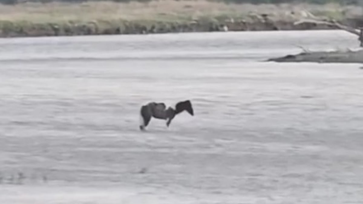 Illustration : "Un cheval coincé au beau milieu d’une rivière aux courants dangereux a été sauvé grâce à un hélicoptère (vidéo)"