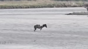 Illustration : "Un cheval coincé au beau milieu d’une rivière aux courants dangereux a été sauvé grâce à un hélicoptère (vidéo)"