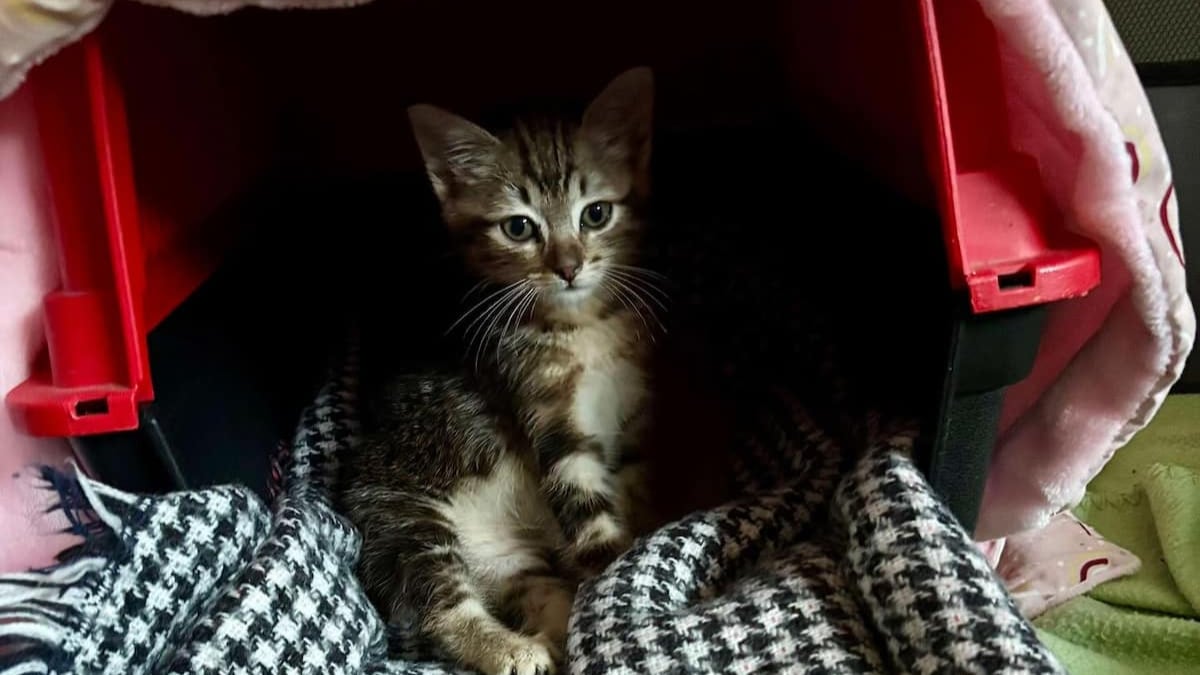 Illustration : "Sauvé in extremis d’un conteneur à poubelles, ce chaton de 2 mois va enfin avoir le droit au bonheur (vidéo)"