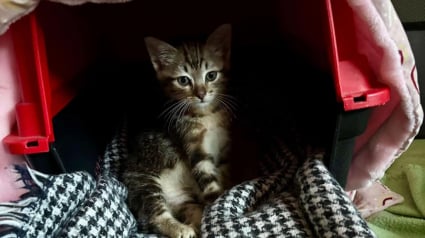 Illustration : Sauvé in extremis d’un conteneur à poubelles, ce chaton de 2 mois va enfin avoir le droit au bonheur (vidéo)