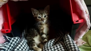 Illustration : "Sauvé in extremis d’un conteneur à poubelles, ce chaton de 2 mois va enfin avoir le droit au bonheur (vidéo)"