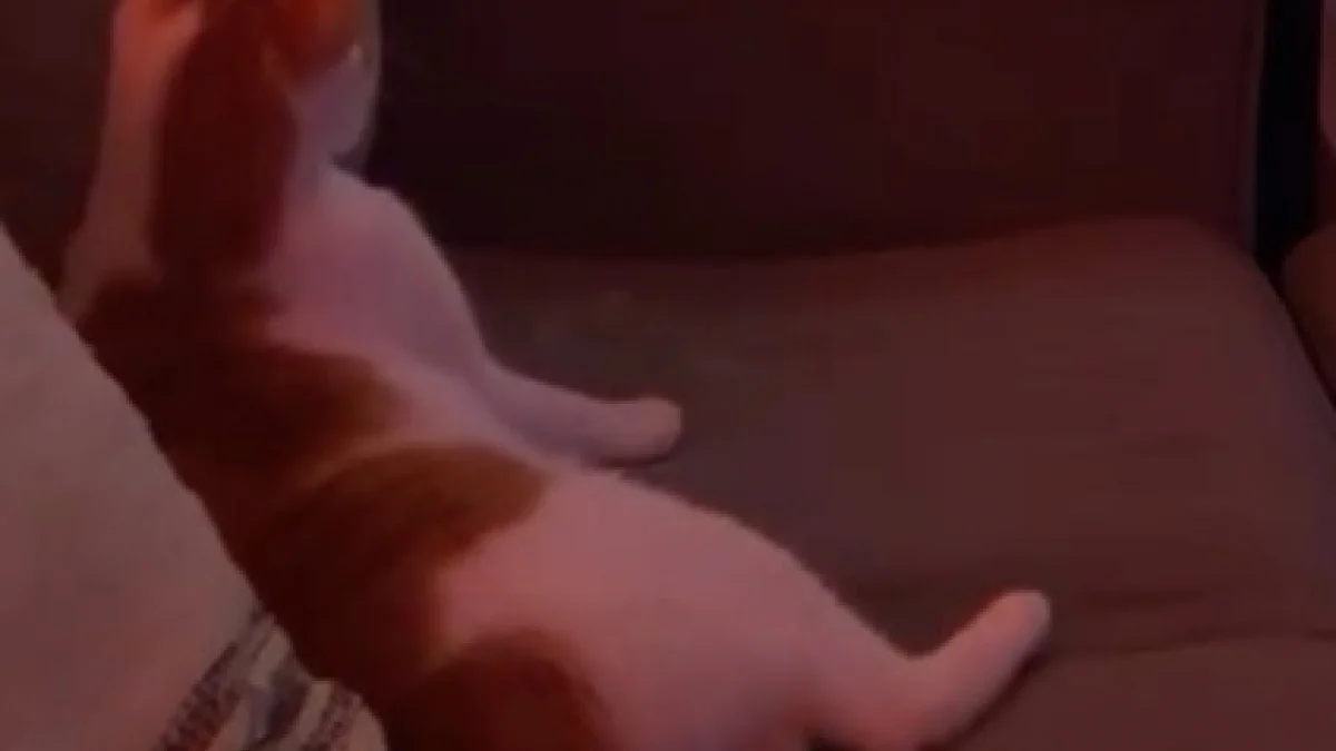 Illustration : "Lorsque le générique de son programme préféré retentit, ce chat s’installe confortablement sur le canapé et bat de la queue au rythme de la musique (vidéo)"