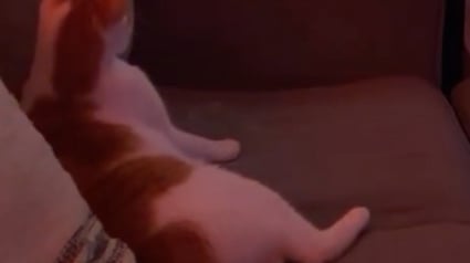 Illustration : Lorsque le générique de son programme préféré retentit, ce chat s’installe confortablement sur le canapé et bat de la queue au rythme de la musique (vidéo)