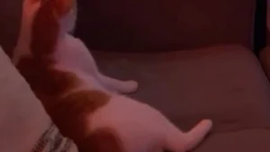 Illustration : "Lorsque le générique de son programme préféré retentit, ce chat s’installe confortablement sur le canapé et bat de la queue au rythme de la musique (vidéo)"