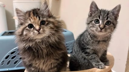 Illustration : Inquiète pour ses petits, cette chatte errante vient réclamer de l’aide aux portes d’un refuge