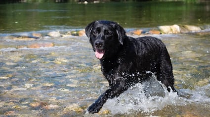 Illustration : Empoisonné mystérieusement comme quatre autres chiens des Alpes-Maritimes, ce chiot s’effondre en promenade mais survit
