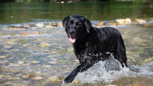 Illustration : Empoisonné mystérieusement comme quatre autres chiens des Alpes-Maritimes, ce chiot s’effondre en promenade mais survit