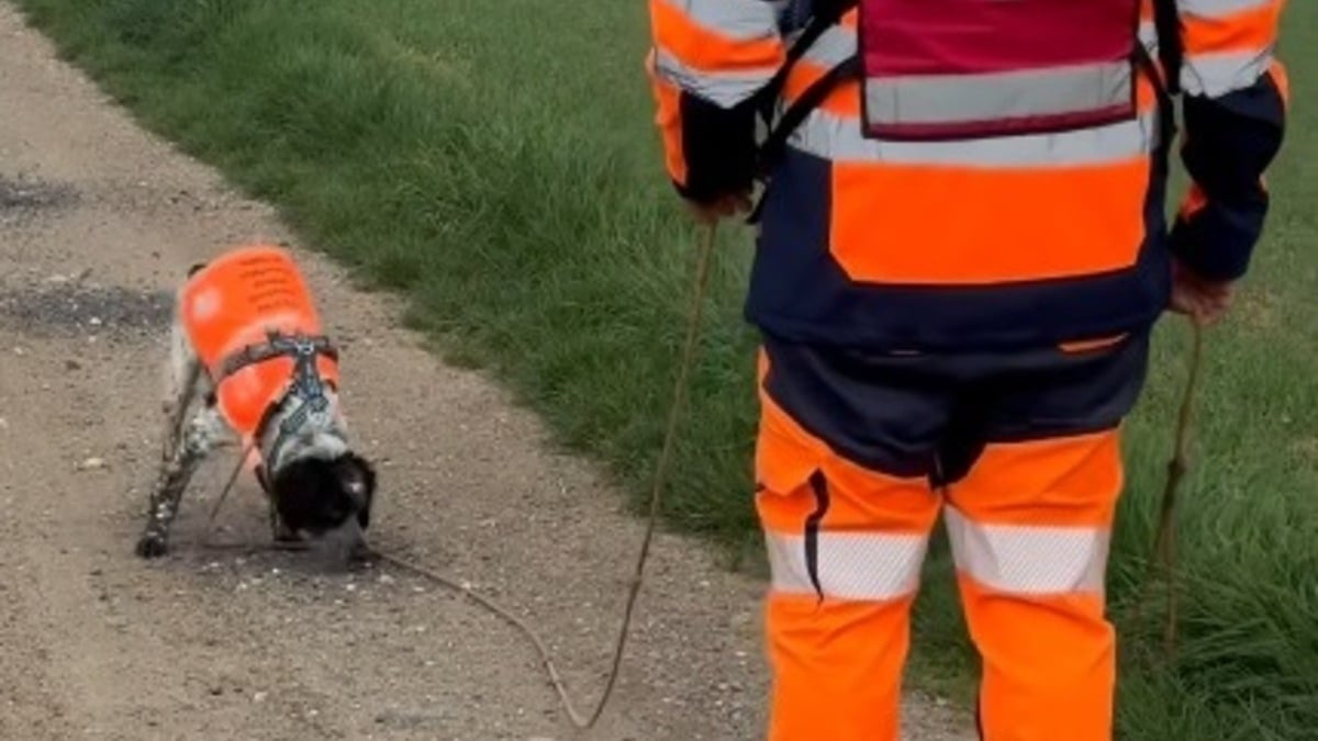 Illustration : "Le flair infaillible d'un chien renifleur de fuites d'eau au service de la préservation de la plus précieuse de nos ressources"