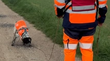 Illustration : Le flair infaillible d'un chien renifleur de fuites d'eau au service de la préservation de la plus précieuse de nos ressources