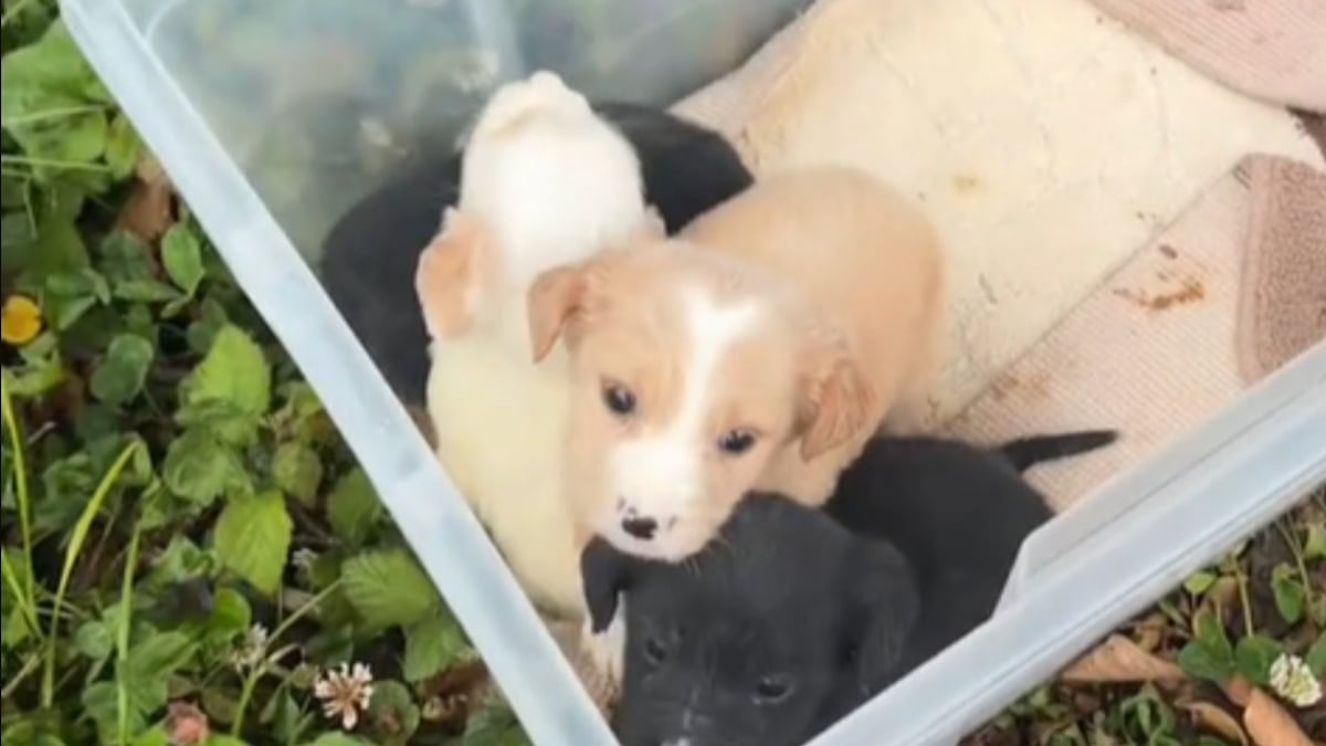 Illustration : "Un jeune homme prend tout le temps qu’il faut pour soigner des chiots abandonnés dans une boîte au milieu de nulle part (vidéo)"