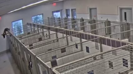 Illustration : Bien que ratée, l'audacieuse tentative d'évasion d'une chienne de refuge pourrait l'aider à réaliser son rêve d'adoption
