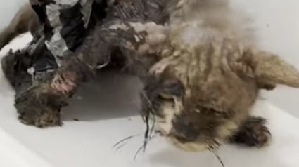 Illustration : Les sauveurs d'un chat découvert enduit de colle et mal en point sont ravis de voir sa transformation