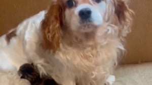 Illustration : "Ayant grandi dans une usine à chiots, cette Cavalier King Charles apporte une aide à une maman chat dans le soin de ses petits (vidéo)"