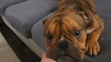 Illustration : Ce chien venant d'être adopté est fou de joie en découvrant le confort d'un canapé dans sa nouvelle maison (vidéo)