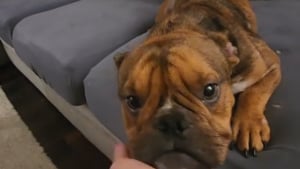 Illustration : "Ce chien venant d'être adopté est fou de joie en découvrant le confort d'un canapé dans sa nouvelle maison (vidéo)"