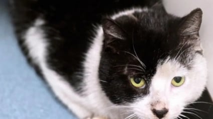 Illustration : Des employés trouvent un chat bloqué dans un bac à ordures depuis plusieurs jours et lui viennent en aide à temps