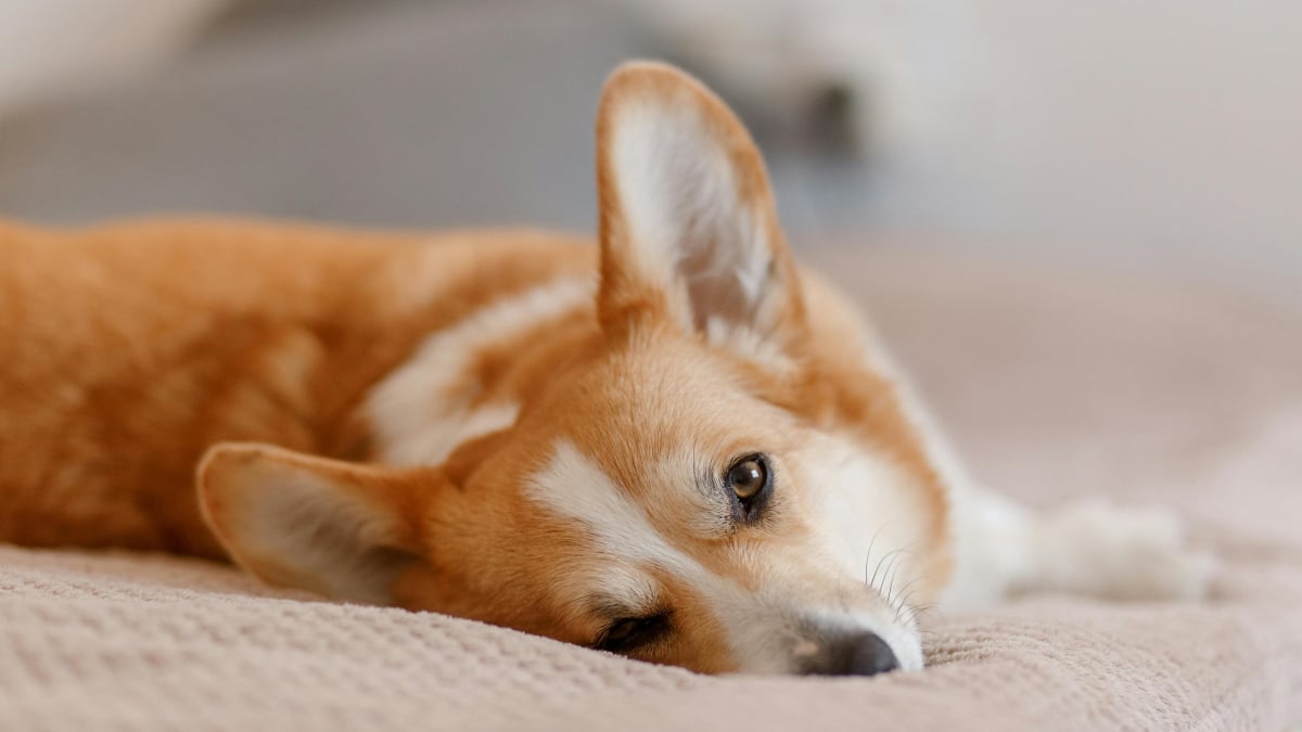 Illustration : "10 signes qui prouvent que votre chien est heureux"