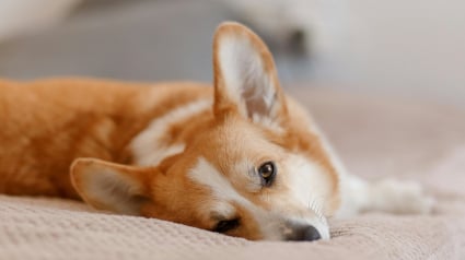 Illustration : 10 signes qui prouvent que votre chien est heureux