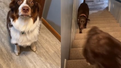 Illustration : Tous les matins, ce chien de berger va chercher son frère endormi sur demande de sa maîtresse