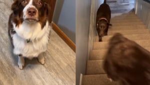 Illustration : "Tous les matins, ce chien de berger va chercher son frère endormi sur demande de sa maîtresse"