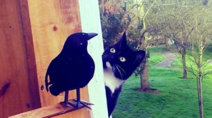 Illustration : 16 adorables photos de chats ou de chiens qui vont illuminer votre journée