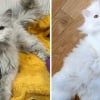 Illustration : 20 photos qui dévoilent des transformations incroyables de chats après leur adoption