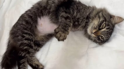 Illustration : Une chatte maigre qui a survécu dans la rue avec 3 pattes reçoit l'amour et les soins dont elle a toujours rêvé