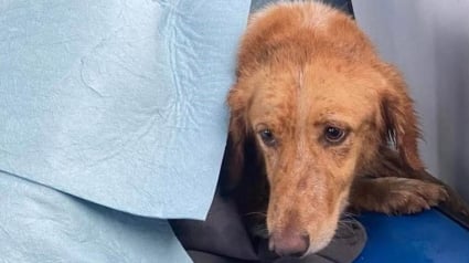Illustration : Une insaisissable chienne en fugue parcourt 160 km et nage jusqu'à une île avant d'être sauvée en mer