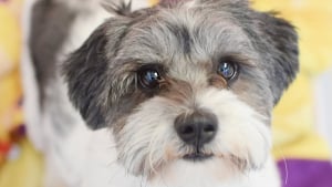 Illustration : "La déception de ce chien dont l'adoption n'aura duré que 10 minutes ne l'empêche pas de s'accrocher à l'espoir"