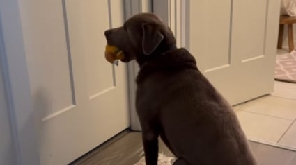 Illustration : L'attitude touchante d'un chien attendant sagement devant la porte de son humain pour jouer avec lui (vidéo)