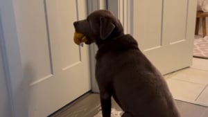 Illustration : "L'attitude touchante d'un chien attendant sagement devant la porte de son humain pour jouer avec lui (vidéo)"