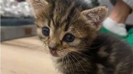 Illustration : Malgré son inexpérience, elle recueille un chaton découvert blessé sur une route où il a frôlé le pire plus d'une fois