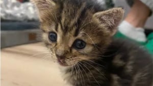 Illustration : "Malgré son inexpérience, elle recueille un chaton découvert blessé sur une route où il a frôlé le pire plus d'une fois"