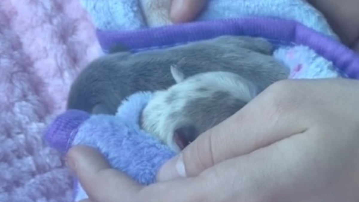 Illustration : "Atteints tous les deux d'une malformation appelée fente labio-palatine, ces chiots âgés de 1 jour ont été accueillis par une famille qui connaissait déjà leur combat (vidéo)"