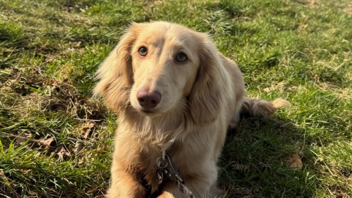 Illustration : "Une piqûre de guêpe a failli coûter la vie à un Teckel de 6 mois, sa maîtresse alerte les autres propriétaires de chiens"